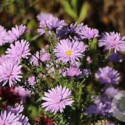 Aster n.-b. 'Fellowship' GM P9 BIO