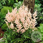 Astilbe (J) 'Peach Blossom' GM P9 BIO