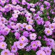 Aster (D) 'Rosenwichtel' GM P9 BIO