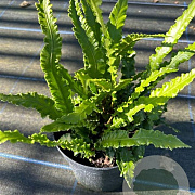 Asplenium scol. 'Cristatum' GM P9 BIO