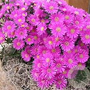 Aster (D) Alpha Pink GM P9 BIO