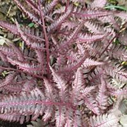 Athyrium niponicum 'Burgundy Lace' GM P9 BIO