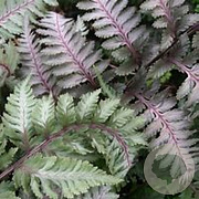 Athyrium niponicum 'Red Beauty' GM P9 BIO