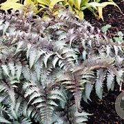 Athyrium niponicum 'Ursula's Red' GM P9 BIO