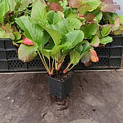 Bergenia cordifolia GM P9 BIO