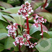 Bergenia 'Silberlicht' GM P9 BIO
