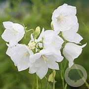 Campanula pyr. 'Alba' GM P9 BIO