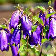 Campanula 'Sarastro' GM P9 BIO