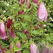 Campanula takesimana GM P9 BIO