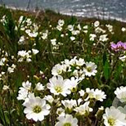 Cerastium arvense GM P9 BIO