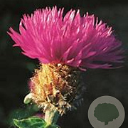 Centaurea dealbata 'Steenbergii' GM P9 BIO