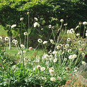 Cephalaria gigantea GM P9 BIO