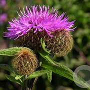 Centaurea phrygia GM P9 BIO