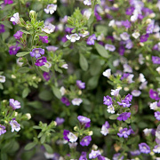 Chaenorhinum origan. 'Blue Dream' GM P9 BIO