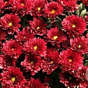 Chrysanthemum (I) 'Red Velvet' GM P9 BIO
