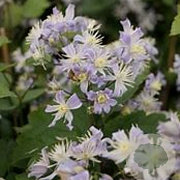 Clematis 'Mrs Robert Brydon' GM P9 BIO