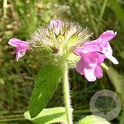 Clinopodium vulgare GM P9 BIO