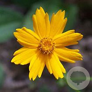 Coreopsis auriculata 'Nana' GM P9 BIO
