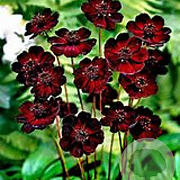 Cosmos atrosanguineus GM P9 BIO