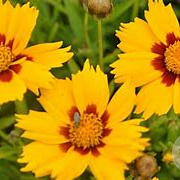 Coreopsis lanceolata 'Baby Gold' GM P9 BIO