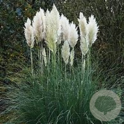 Cortaderia s. 'Evita' GM P9 BIO