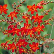 Crocosmia 'Emberglow' GM P9 BIO