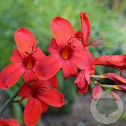 Crocosmia 'Hellfire' GM P9 BIO