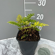 Cyrtomium fortunei GM P9 BIO