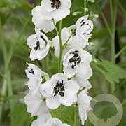 Delphinium (P) 'Galahad' GM P9 BIO