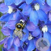 Delphinium (B) 'Piccolo' GM P9 BIO