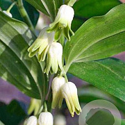 Disporopsis pernyi GM P9 BIO
