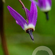 Dodecatheon jeffreyi GM P9 BIO