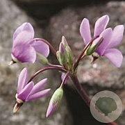 Dodecatheon meadia GM P9 BIO