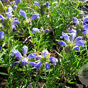 Dracocephalum argun. 'Blue Carpet' GM P9 BIO