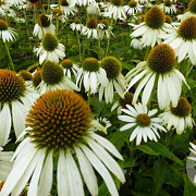 Echinacea p. 'Happy Star' GM P9 BIO