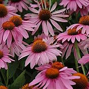 Echinacea p. 'Little Magnus' GM P9 BIO