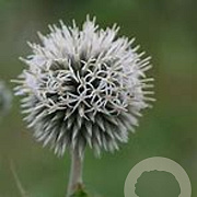 Echinops sphaer. 'Arctic Glow' GM P9 BIO
