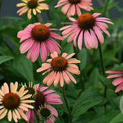 Echinacea 'Summer Cocktail' GM P9 BIO