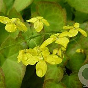 Epimedium perralderianum GM P9 BIO