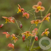Epimedium pubigerum 'Orangekönigin' GM P9 BIO