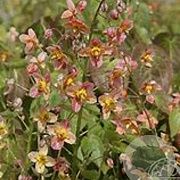 Epimedium warl. 'Ellen Willmott' GM P9 BIO