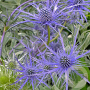 Eryngium bourgatii 'Pen Blue' GM P9 BIO