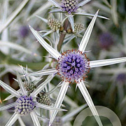 Eryngium variifolium GM P9 BIO