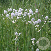 Eryngium yuccifolium GM P9 BIO