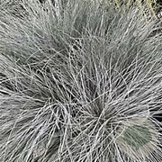Festuca glauca 'Silberreiher' GM P9 BIO