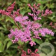 Filipendula 'Kahome' GM P9 BIO