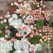 Filipendula vulgaris 'Multiplex' GM P9 BIO