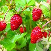 Fragaria v. 'Alexandria' GM P9 BIO