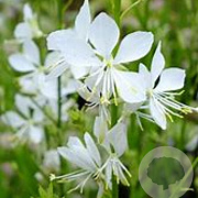 Gaura l. 'Cool Breeze' GM P9 BIO