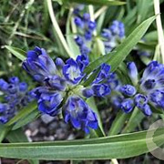 Gentiana dahurica GM P9 BIO